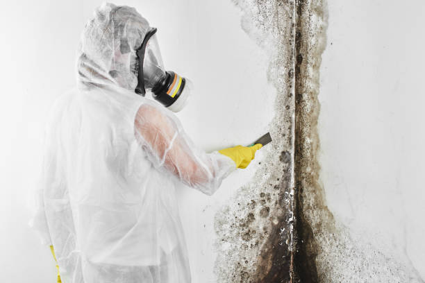 Best Fast Mold Removal  in Woodbury Heights, NJ