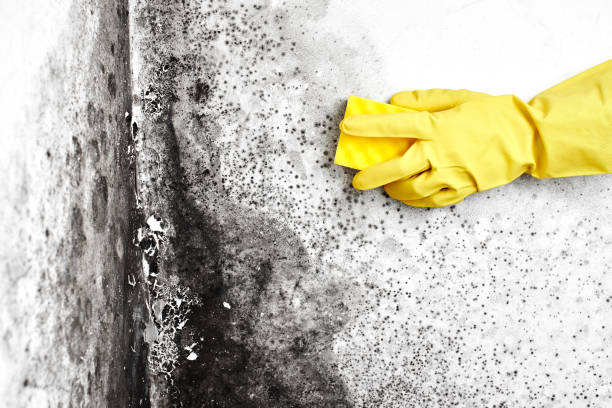Best Best Mold Removal Companies  in Woodbury Heights, NJ