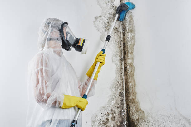 Professional Mold Removal in Woodbury Heights, NJ