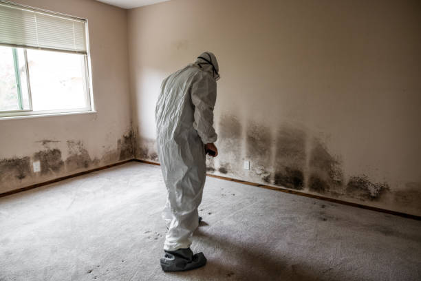 Best Residential Mold Removal  in Woodbury Heights, NJ