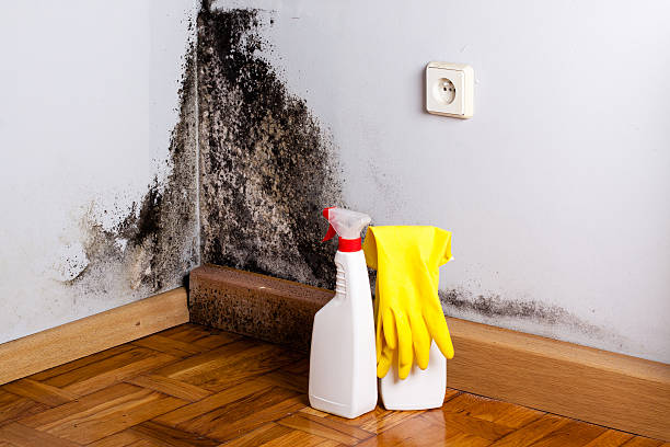 Best Professional Mold Removal  in Woodbury Heights, NJ