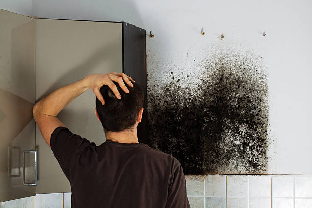 Best Mold Damage Repair  in Woodbury Heights, NJ