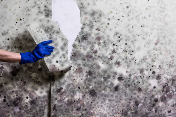 Best Emergency Mold Removal  in Woodbury Heights, NJ