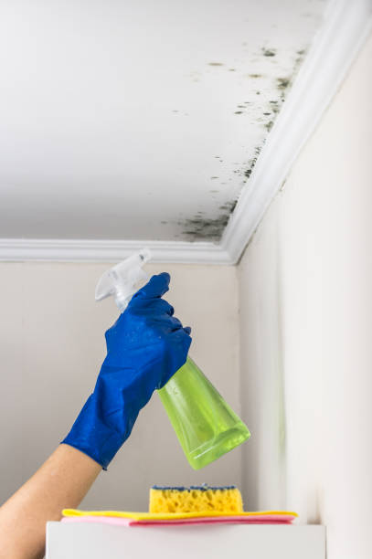 Best Certified Mold Removal  in Woodbury Heights, NJ