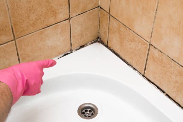 Best Mold Remediation  in Woodbury Heights, NJ